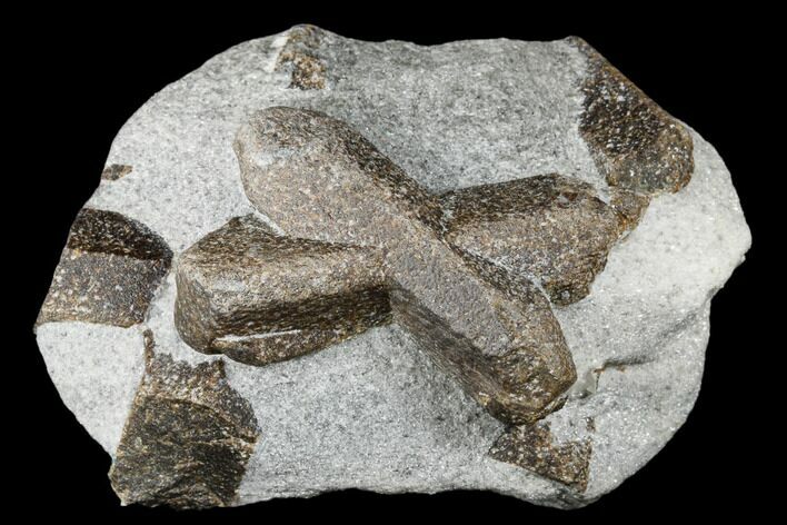 Twinned Staurolite Cross In Mica-Schist - Pestsovye Keivy, Russia #175682